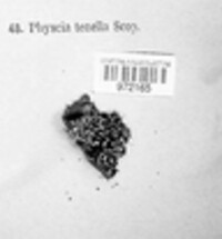 Physcia tenella ssp. tenella image